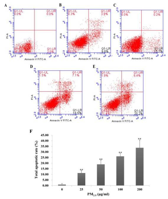 pm2.5对细胞凋亡的影响