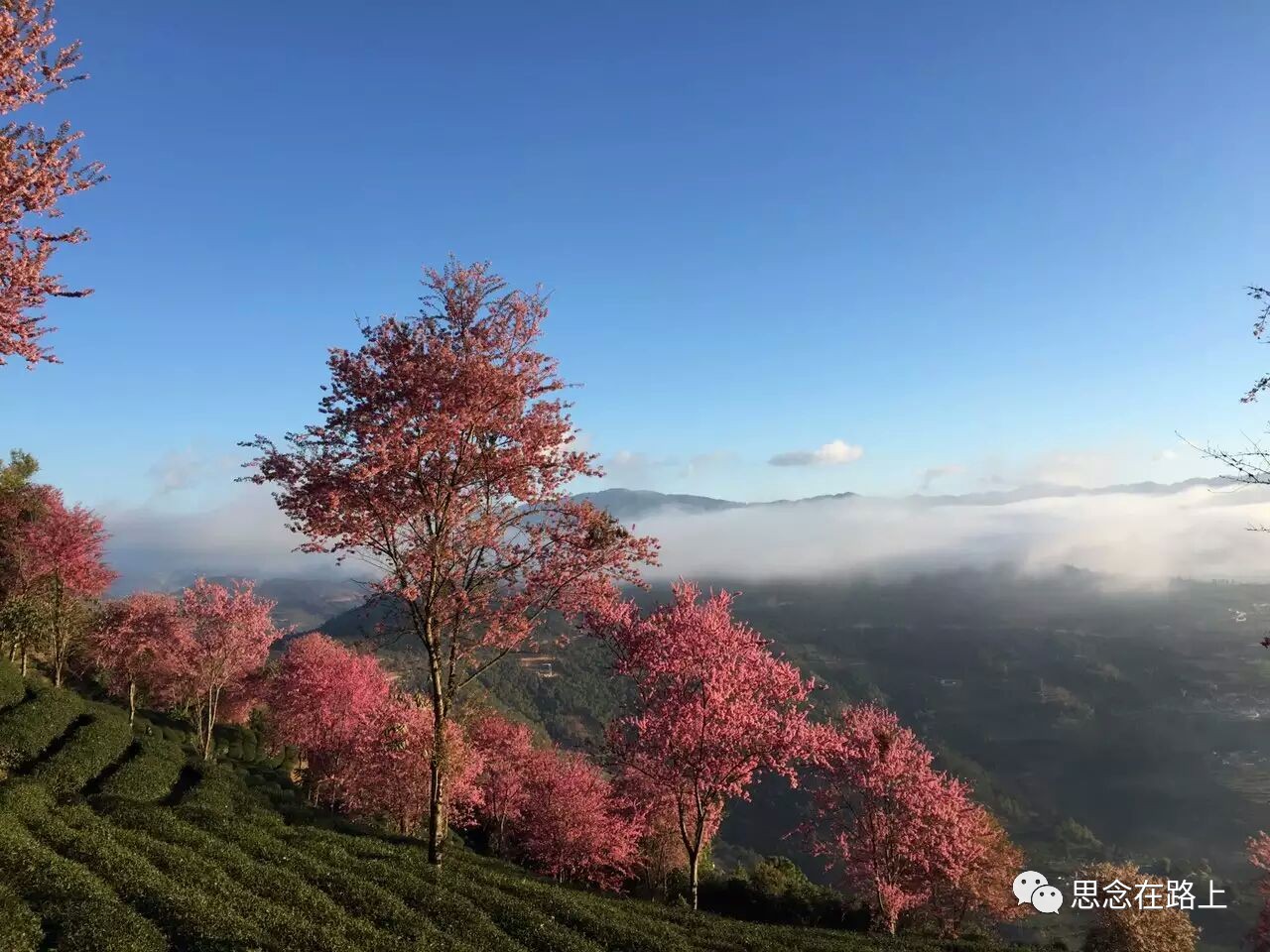 冬天到无量山看冬樱花结下一世樱缘