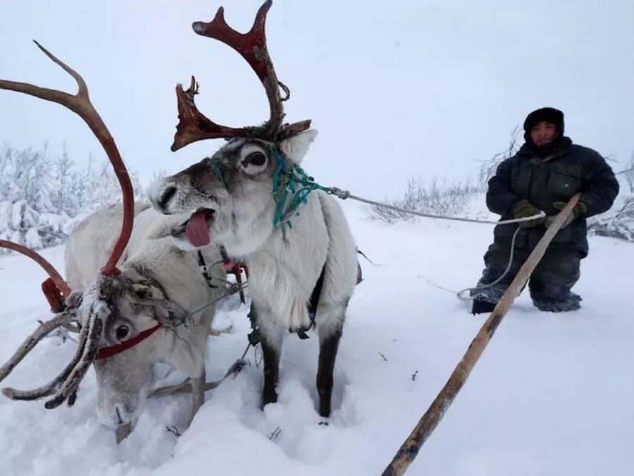 游|探秘俄罗斯驯鹿农场主的传统生活，感触感染零下40度的极致冰冷。（北美林地驯鹿）