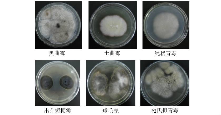 4)在(37±1)℃,相对湿度>90%条件下培养(24±1)h; 菌种:黑曲霉,土曲霉