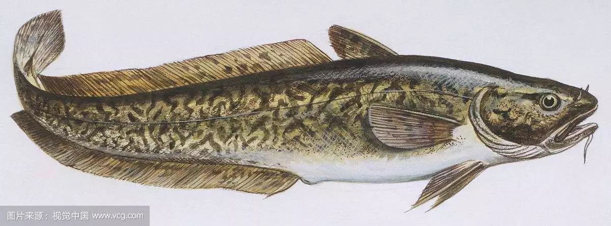 每天认识一种鱼(94)丨江鳕:世界上唯一的淡水鳕鱼
