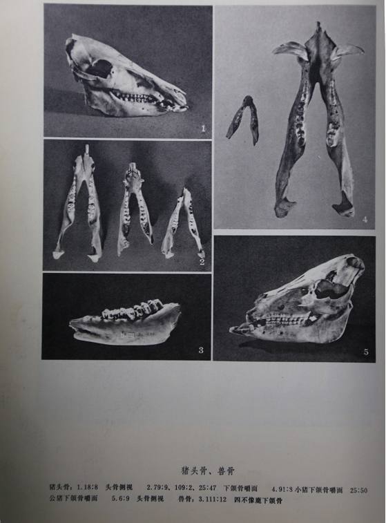 猪头骨,经确认为家猪型成年猪".(图2)