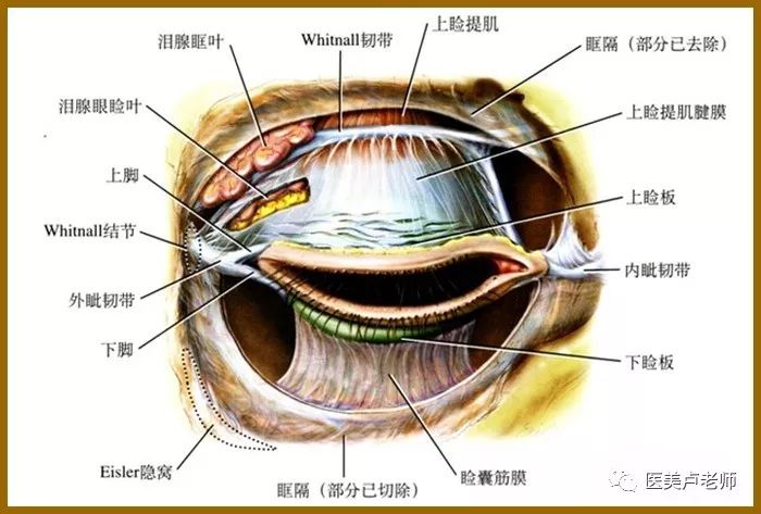 外眦角的解剖:外眦部位的内部解剖是上下睑板交汇后延伸形成外眦韧带