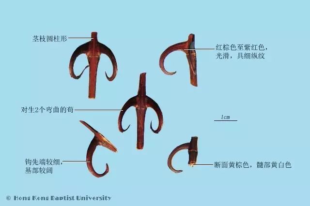 相关名  钩藤,勾藤,勾丁,钩丁,钩耳,钩钩,勾仝,吊仝勾,勾勾,纯勾,单