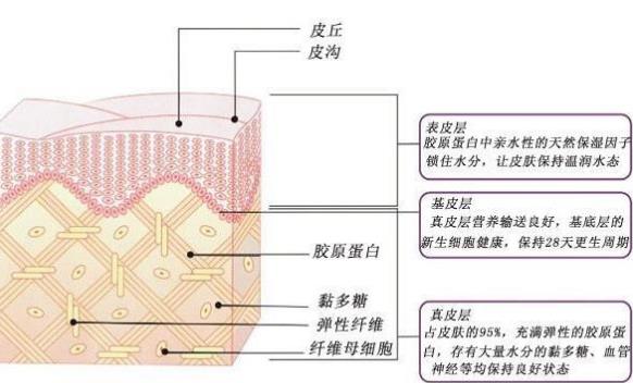 美容超声刀原理是什么_白带是什么图片