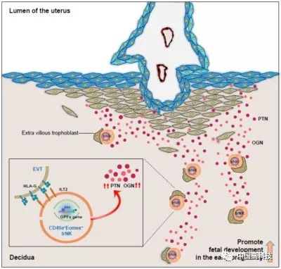 蜕膜nk细胞(黄色细胞)在滋养层细胞(绿色细胞)的刺激下通过分泌生长