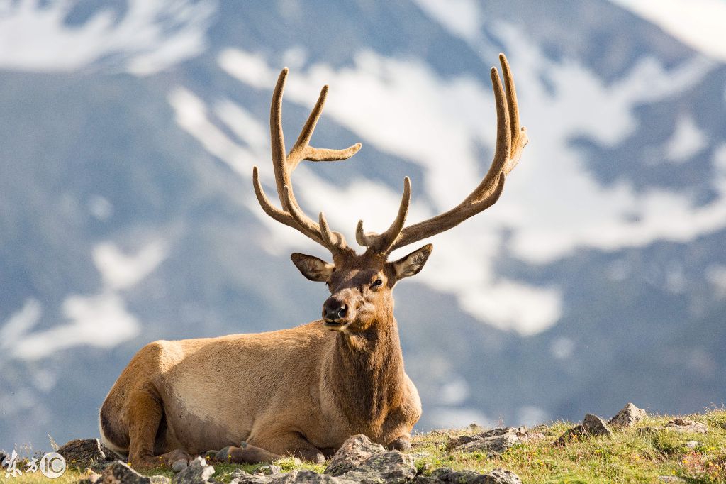 动物摄影欣赏:加拿大洛基山国家公园里的麋鹿