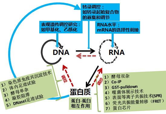 干货丨dna ,rna , 蛋白质,中心法则虐我千万遍