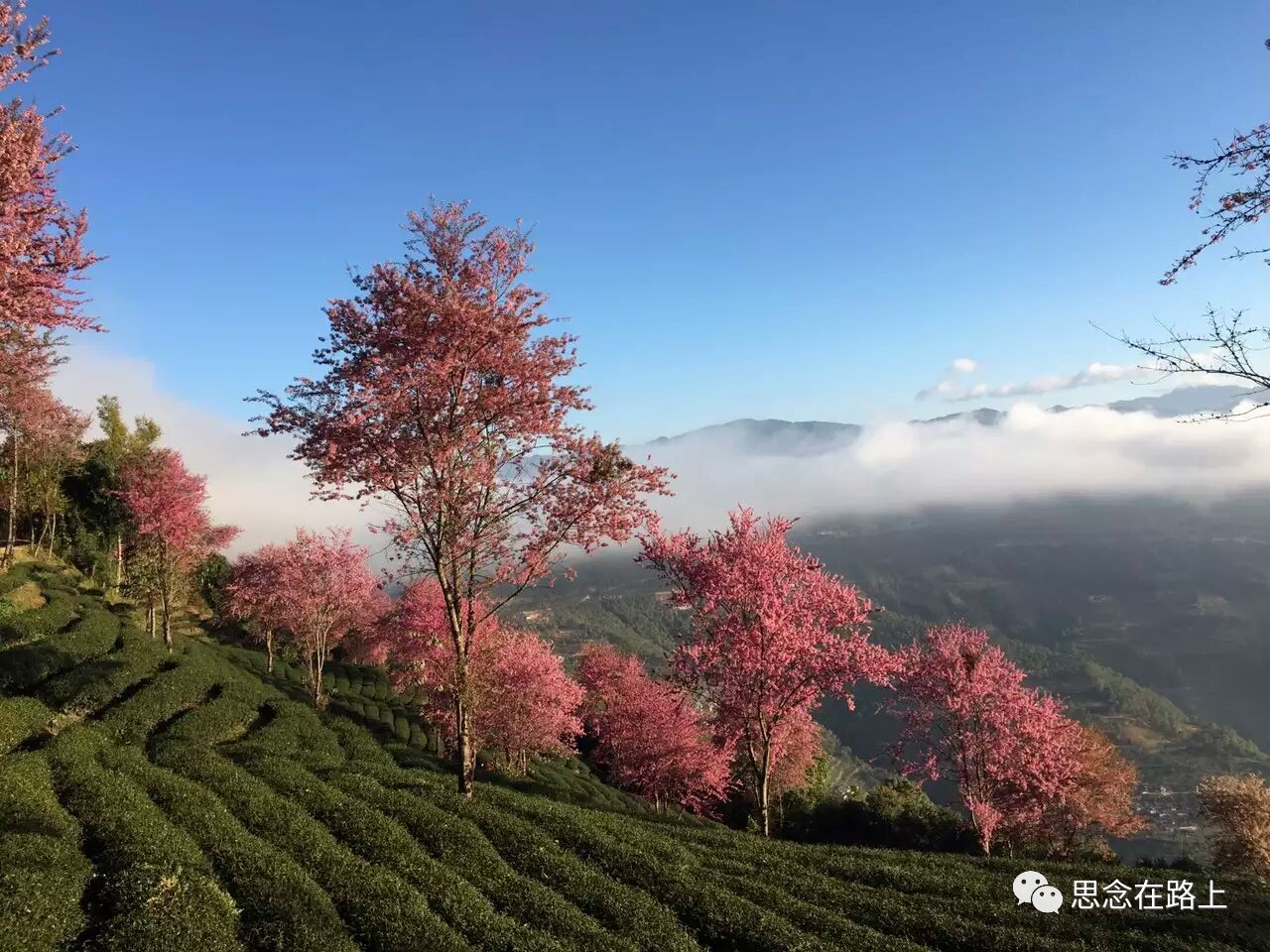 冬天到无量山看冬樱花结下一世樱缘