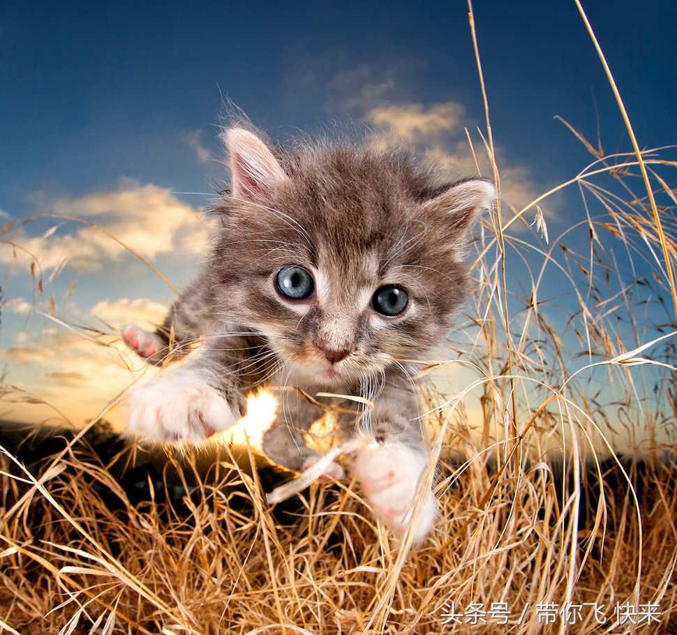 摄影师打造会飞翔的猫