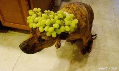 狗怎么吃苹果