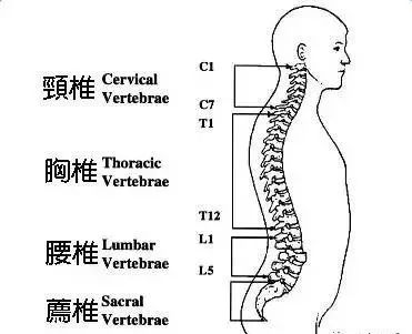 (附脊柱的侧面视图) "三,脊柱侧弯者的练习禁忌  已出现脊椎侧弯的