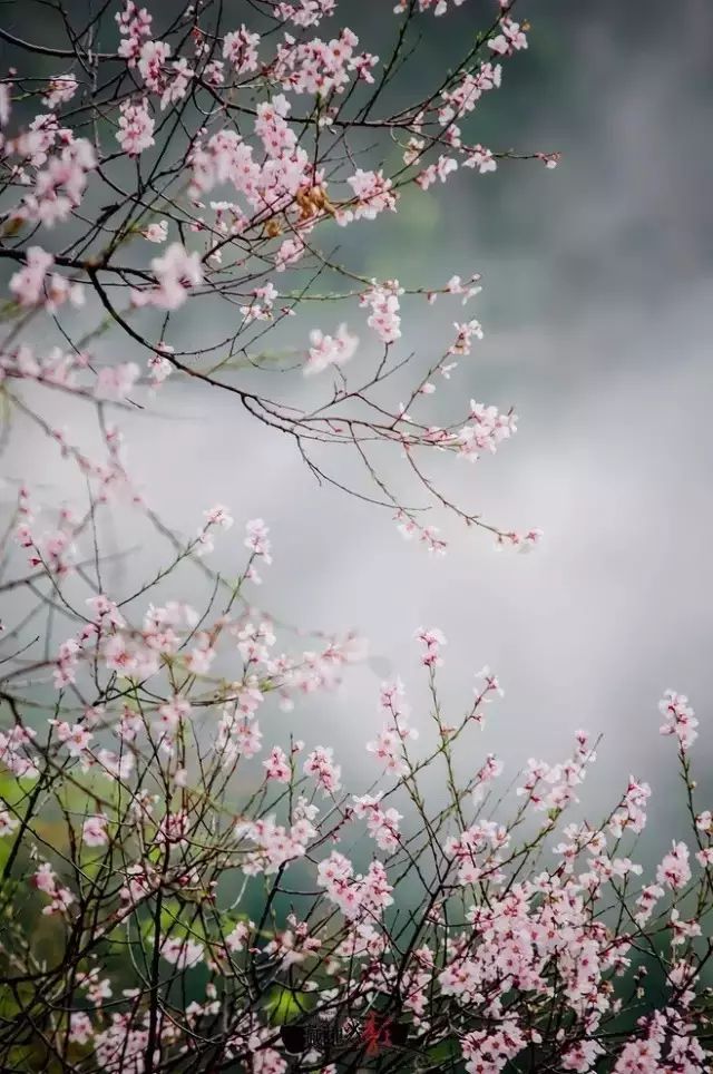 一路向寒静候花开