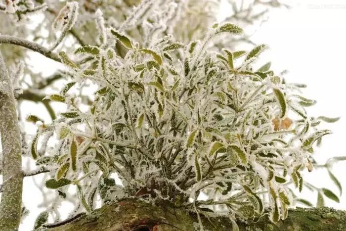 严寒季节的槲寄生,被北方作为治愈冻伤的良药.(资料图)