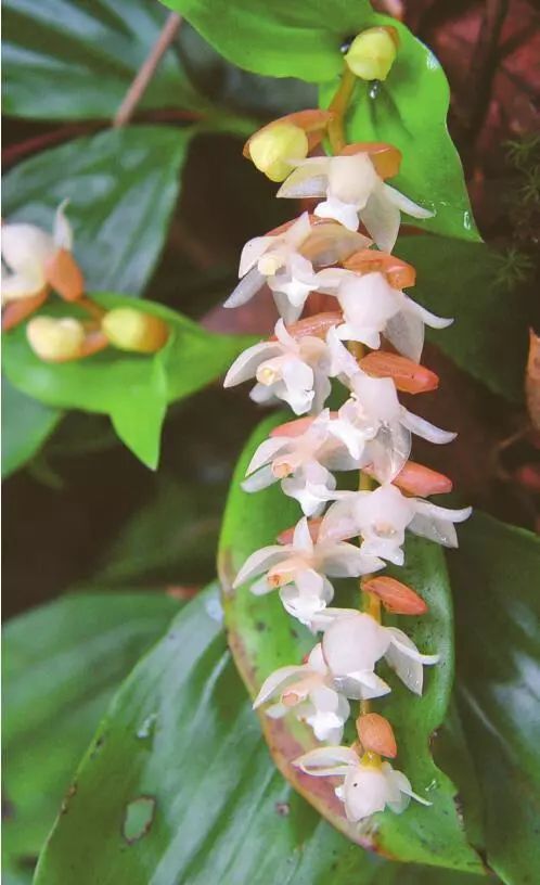 12月24日 | 石仙桃 · 深圳植物日历