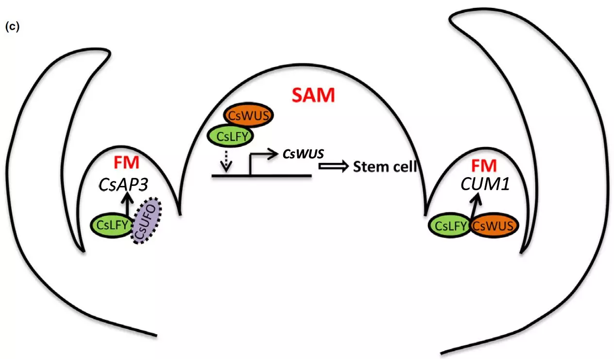 a working model of cslfy in regulating shoot apical meristem