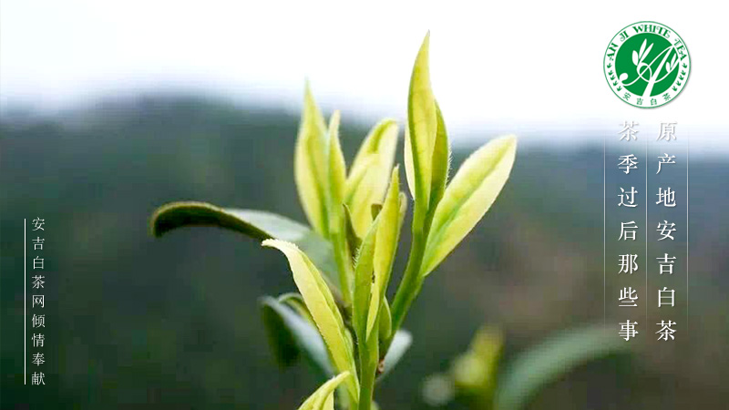 白叶一号茶树品种是什么茶安吉白茶白叶一号是怎么来的