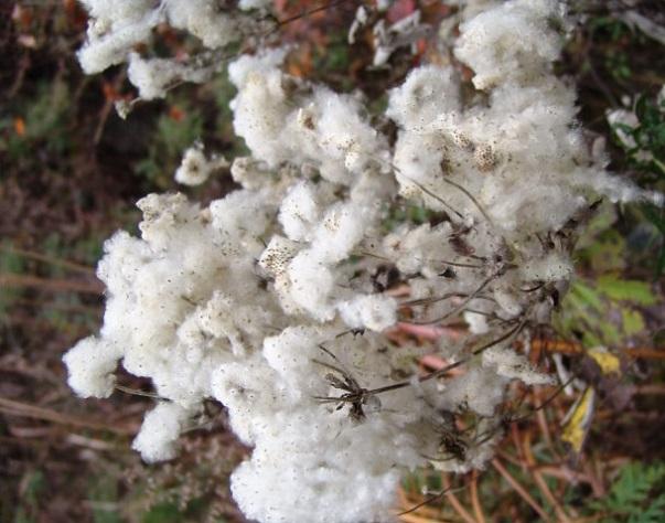 野棉花——大火草的栽培技术
