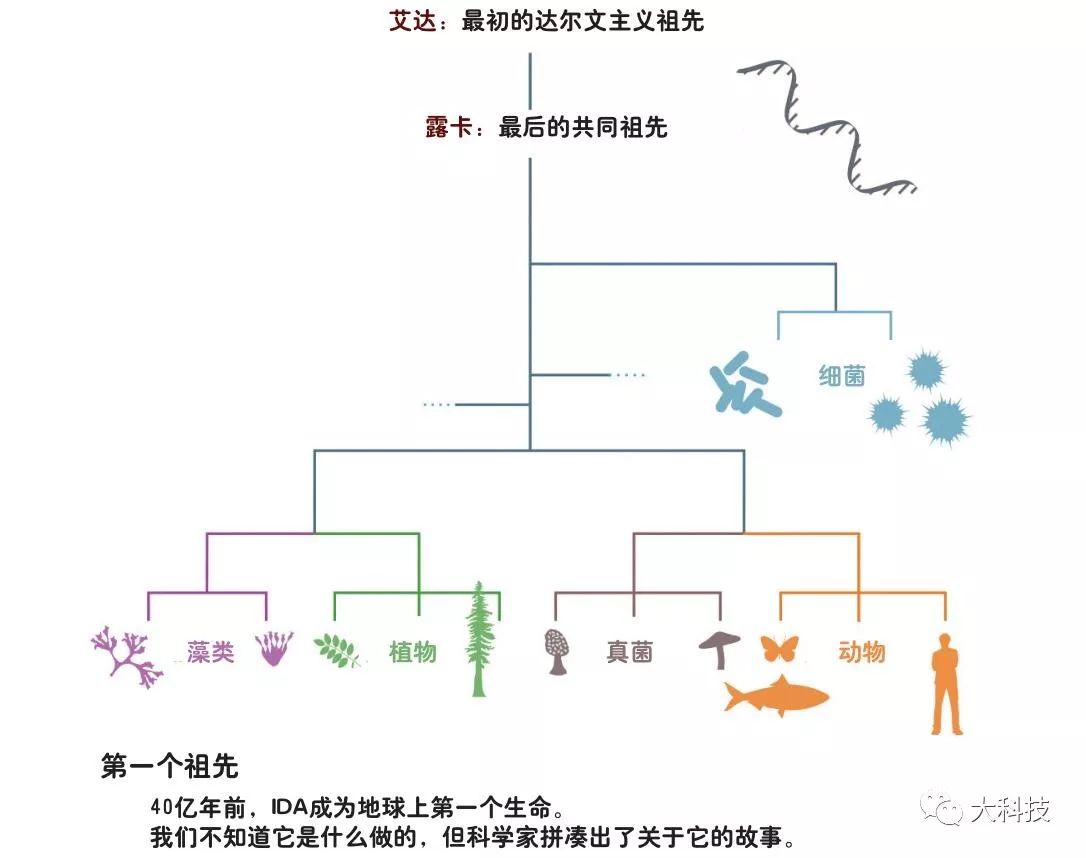 所以,一种被称为"rna世界"的假说认为,露卡是rna构成的,它最终产生了