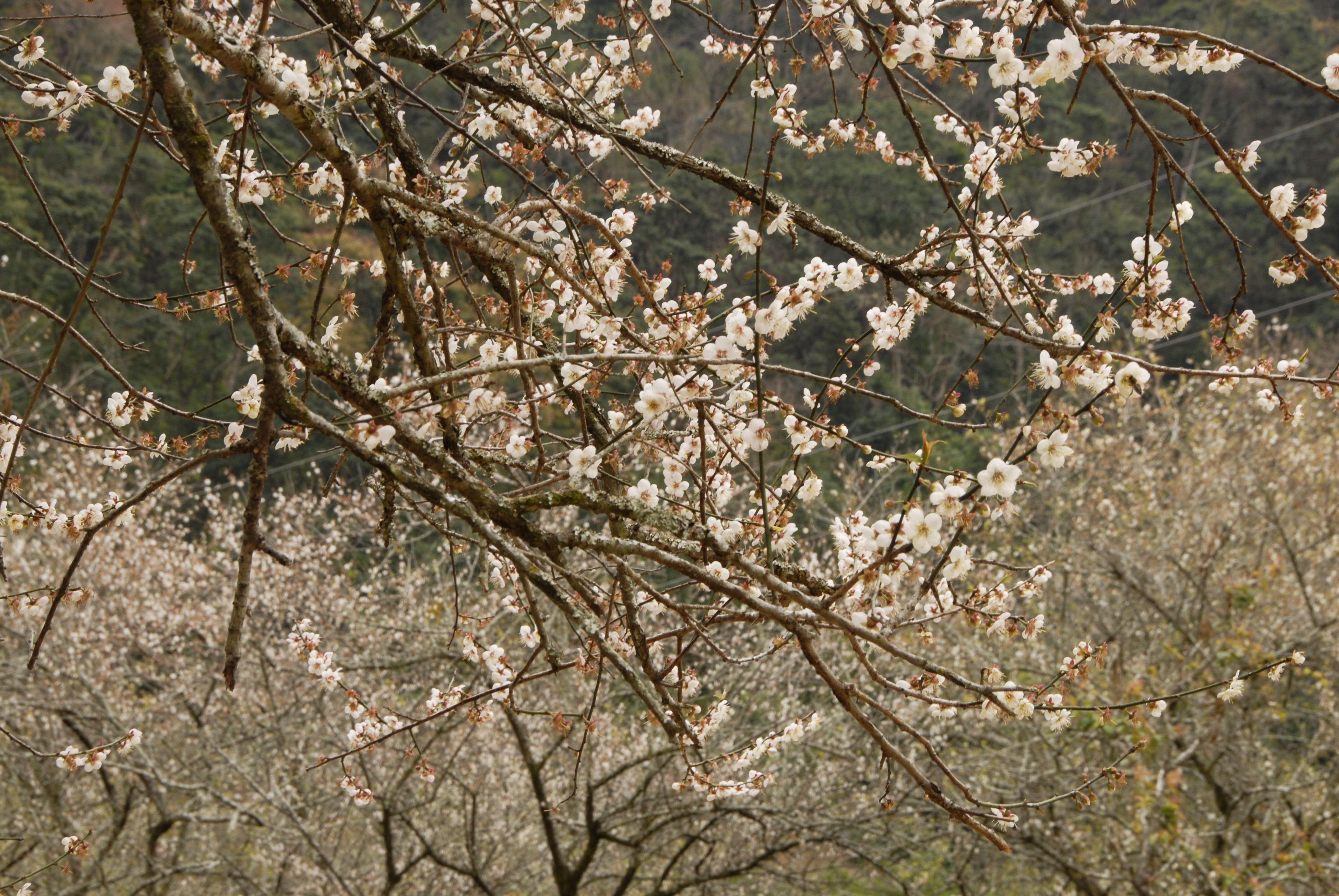 公园 不仅要看层林尽染的红枫 更要看漫山遍野的石门香雪 今年梅花