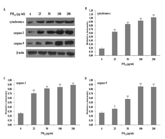 pm2.5对细胞色素c,caspase -3和caspase-9的影响