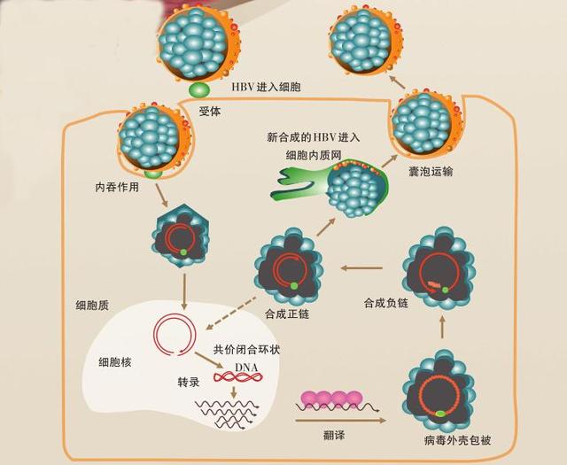 病毒清理人口_人口普查图片