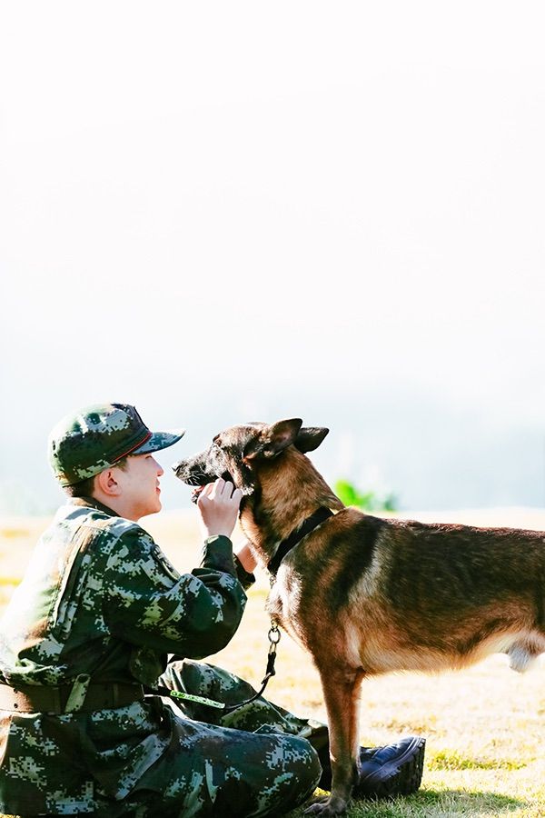 奇兵神犬上演荒岛求生张大大人犬配合默契展现高智商