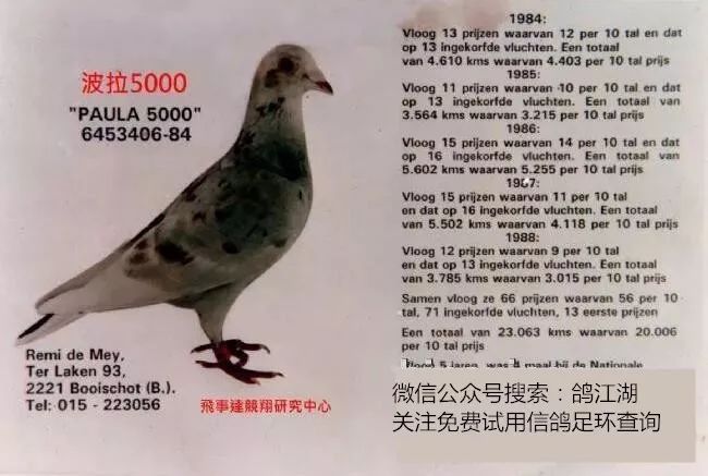 【赛鸽丨经验】波拉5000与芬尼卡5000的区别