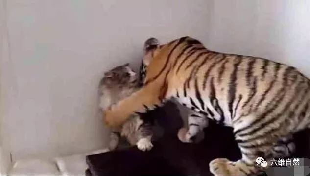 小老虎见到猫咪热情拥抱,却不知猫咪吓得要死!