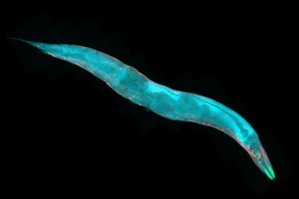 意识上传:科学家成功将蠕虫大脑上传到乐高机器人中