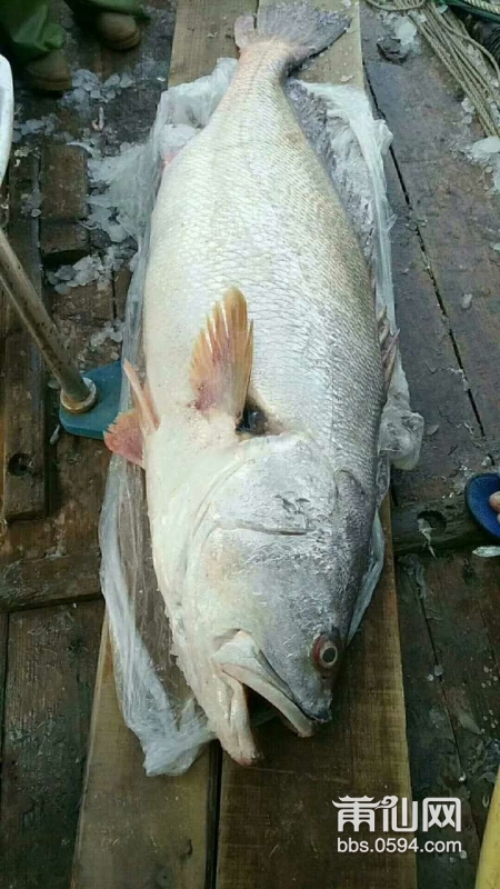 南日岛有多少人口_莆田南日岛找到优质淡水目前已完钻的6口井日出水量共计