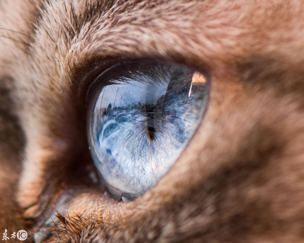 【獣医師監修】猫の目の色が違うのはなぜ？ 色の種類や変わる理由を解説 | となりのカインズさん