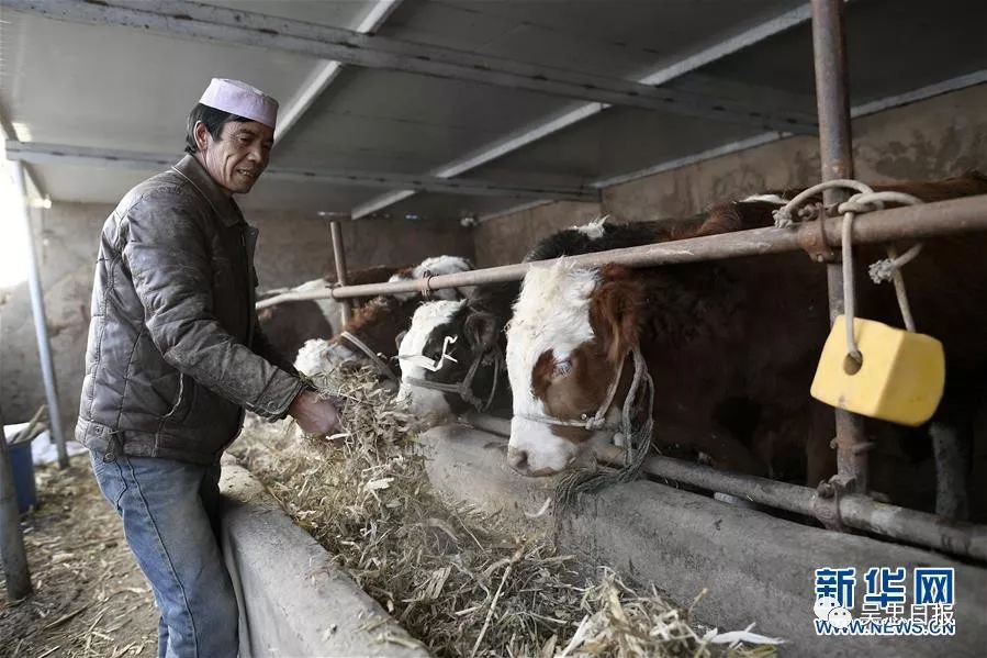 旱天岭村村民马自平在家中牛圈喂牛(12月21日摄).