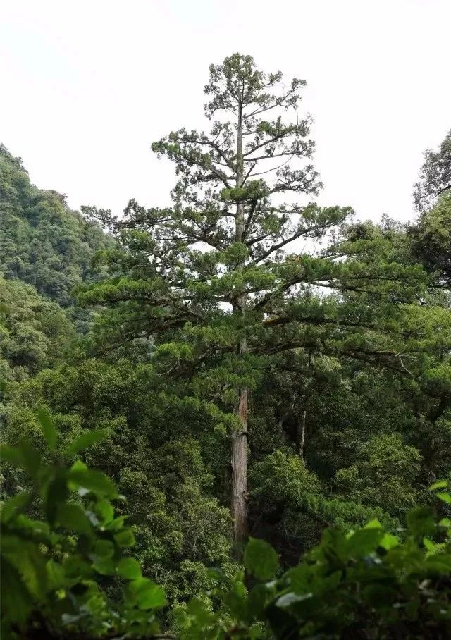 长轴画卷之中走进高黎贡山拔地参天,气度恢宏这里生长的千年秃杉之王