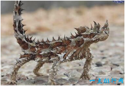 世界上最怪异的蜥蜴,澳洲魔蜥利用皮肤喝水
