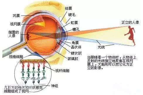 用于感光成像,大部分弱视因视网膜发育不良; 眼睛成像原理  近视眼:眼