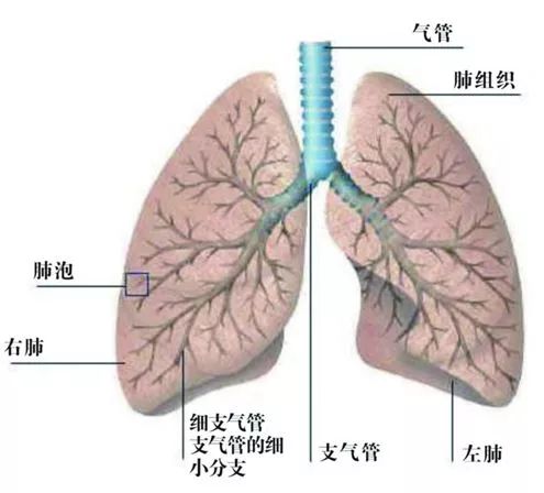 人口呼吸怎么做_人在呼吸时不能同时进行的生理活动是