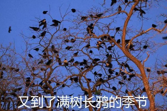 1,每到冬季,一大波乌鸦就会向北师大袭来,在其他季节却完全不见乌鸦的