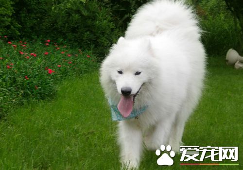 萨摩耶犬能长到多大 标准身高在53到61厘米