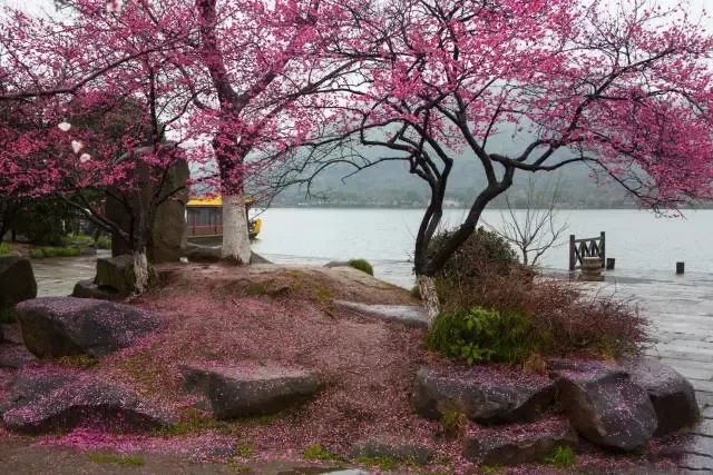 湘湖景区的梅花主要集中在湘湖路的越风楼附近,品种以红梅,白梅为主.