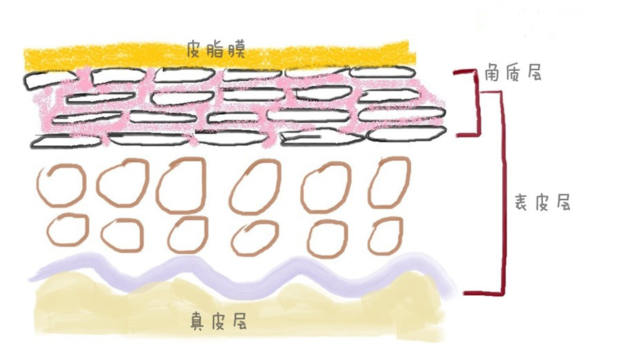 头皮的保护屏障遭到破坏—这才是真正导致头发干枯的元凶,也是头皮