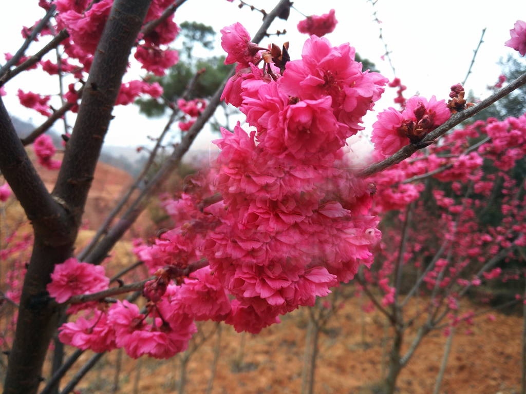 巴中樱花基地生长的樱花苗,小苗,樱花树特性