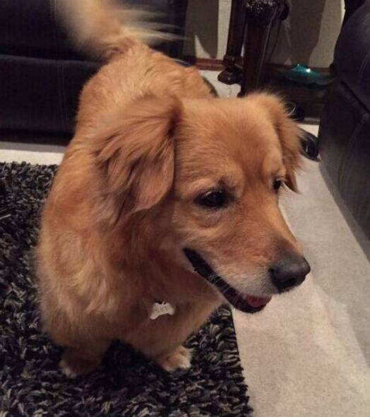 有个网友养了一只金毛柯基的混种犬.柯基短腿的基因