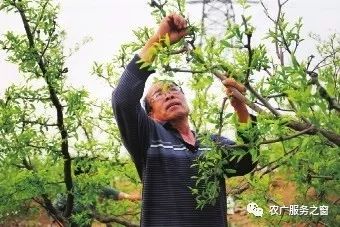 枣疯病的发生与防治