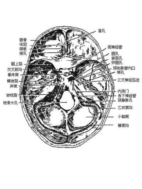 头痛原因的解剖学分析