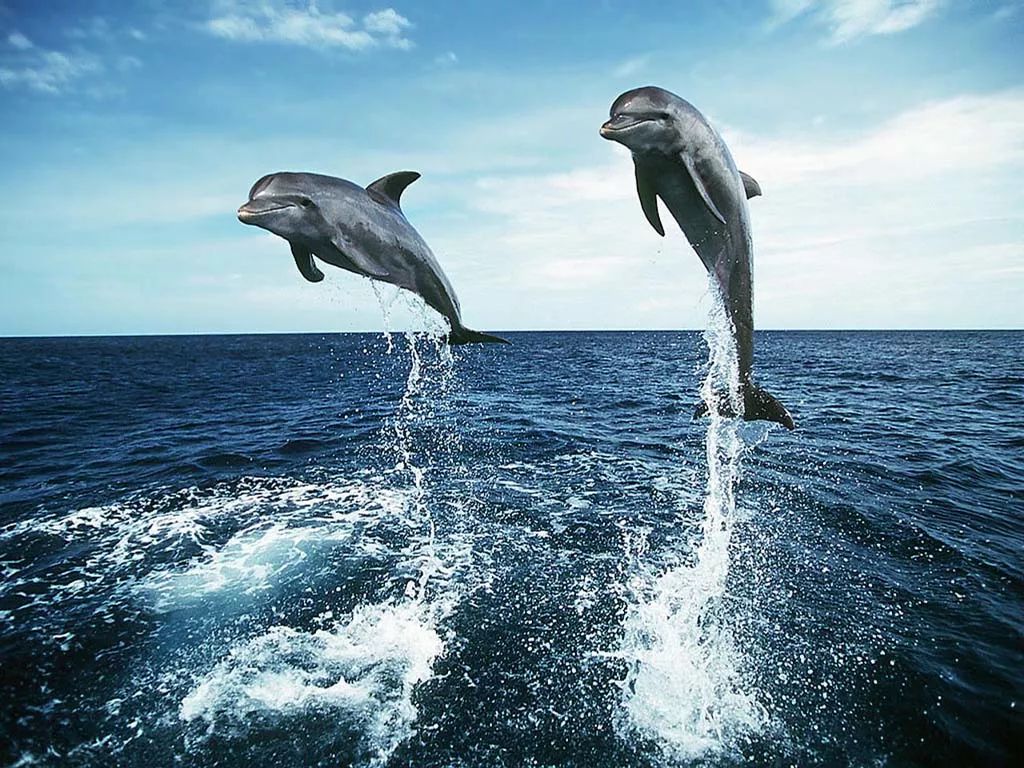 【海豚】海豚交配原来是这个样子的，真是一个色情狂_哔哩哔哩_bilibili