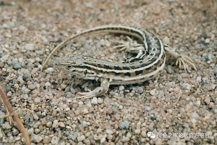 原产于中国的九大麻蜥品种 荒漠麻蜥丽斑麻蜥敏麻蜥