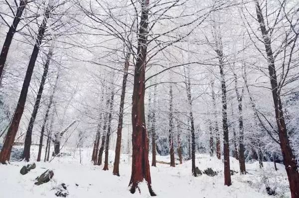 一下雪,张家界就成了仙界