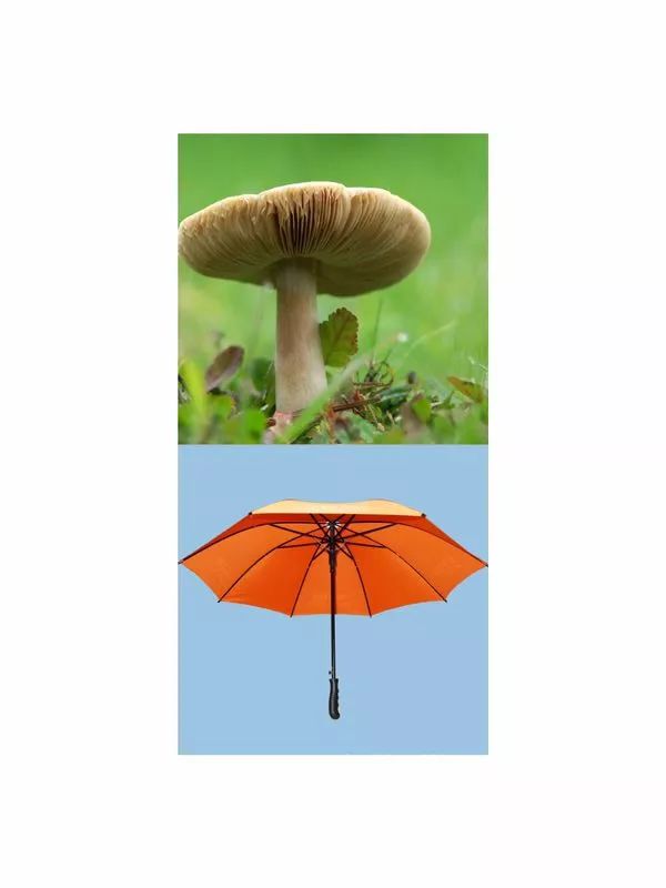其实蘑菇和我们日常用品雨伞,有很相像的地方,雨伞有伞面,伞骨,伞柄