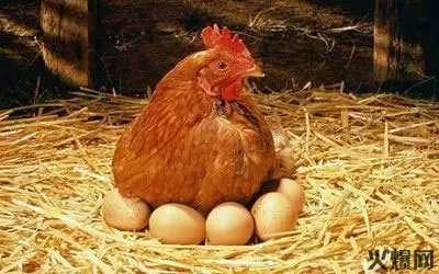 明年会继续把鸡借给你下蛋的